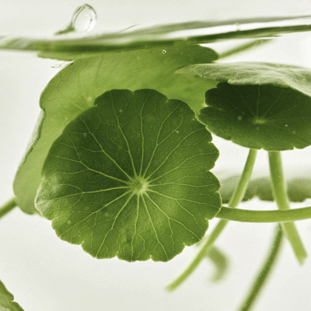 Beauty of Joseon Serum ligero: Centella + Vita C